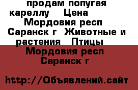 продам попугая кареллу  › Цена ­ 2 000 - Мордовия респ., Саранск г. Животные и растения » Птицы   . Мордовия респ.,Саранск г.